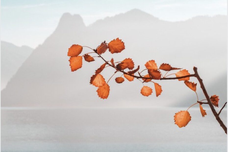 Flores en naturaleza, atención a la respiración