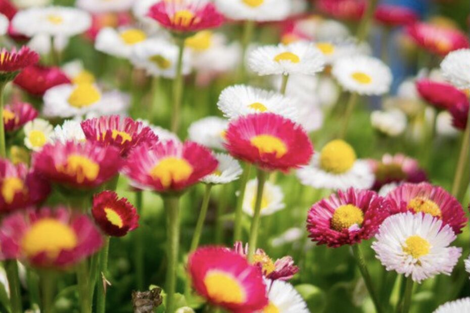 Flores blancas y rojas en naturaleza