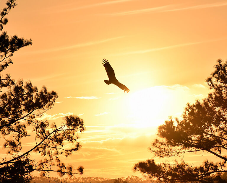 aguila volando junto a naturaleza en un cielo amarrillento